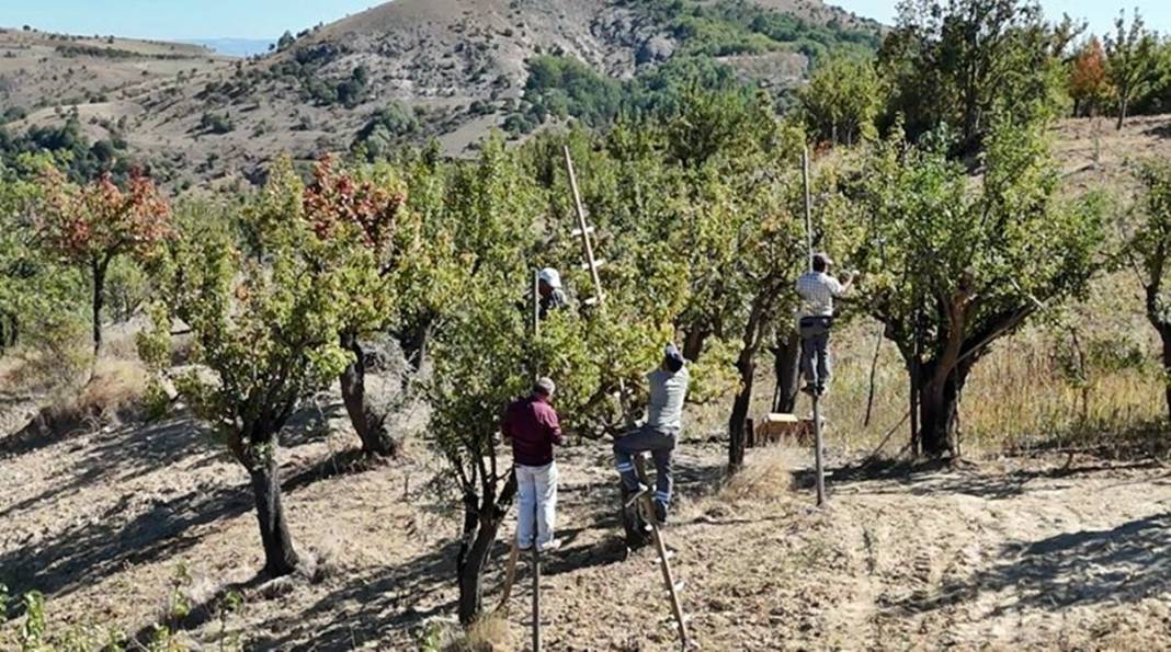 Aylarca depolarda bekletildi: Şimdi tezgahları süsleyecek! Ankara armudunun ilginç yolculuğu şaşırttı 18